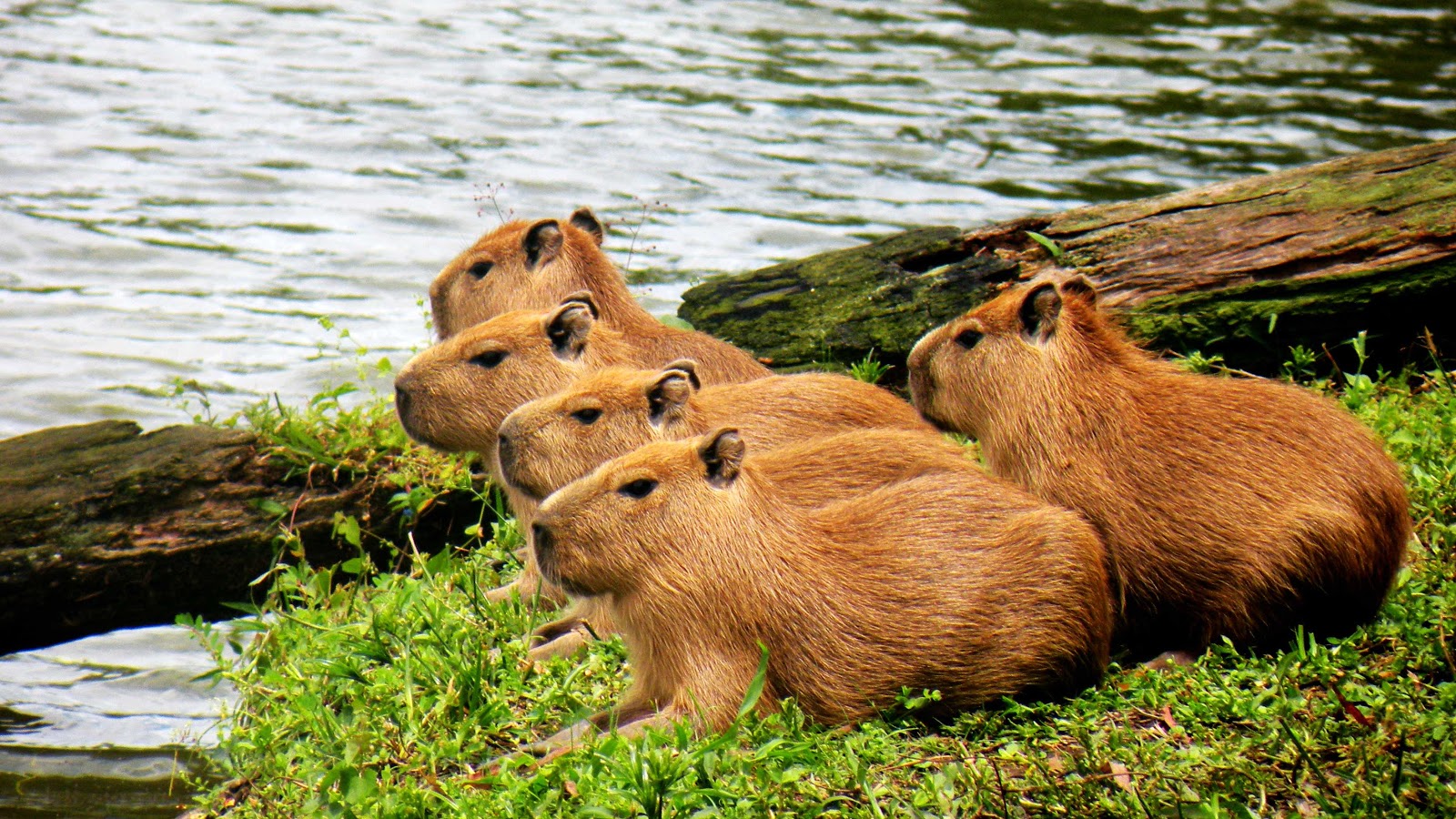 熱帯雨林で出会える動物10選