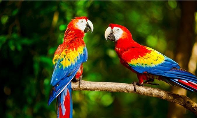 熱帯雨林で出会える動物10選