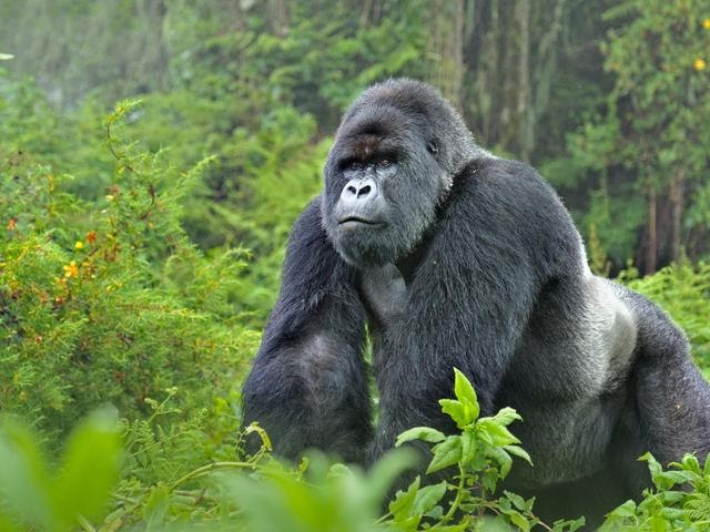 熱帯雨林で出会える動物10選