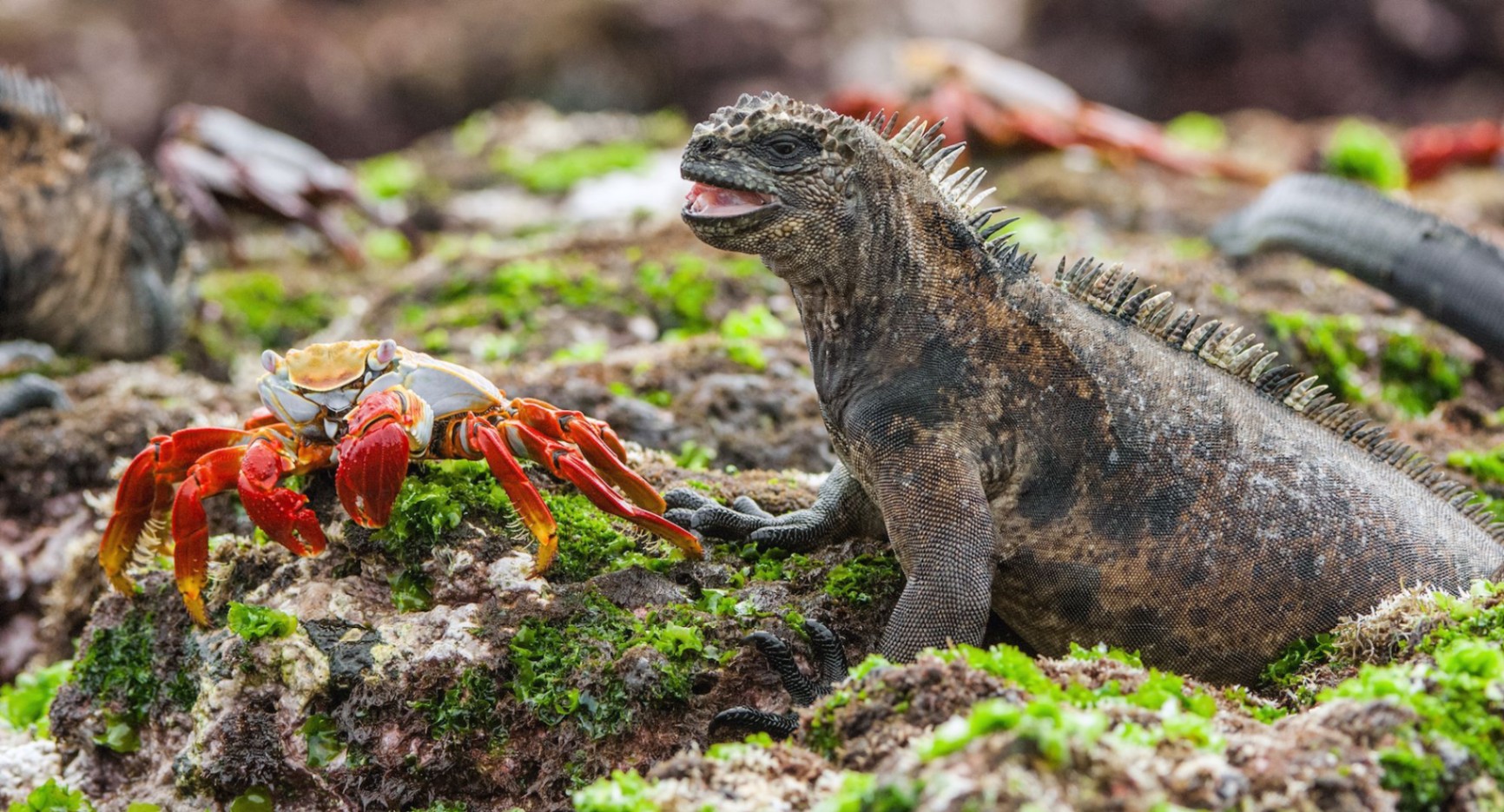 ガラパゴス諸島の魅力的な海の生き物たちをチェックしよう
