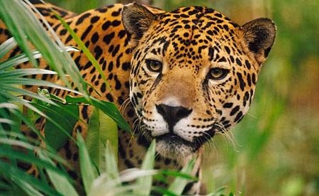 熱帯雨林で出会える動物10選